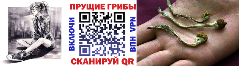 закладка  Фатеж  Псилоцибиновые грибы Magic Shrooms 